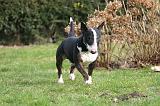 BULL TERRIER MINIATURE 306